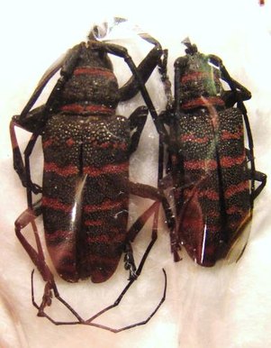 CEROPLESIS sp