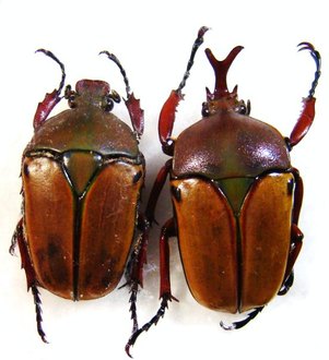 EUDICELLA smithi shiratica