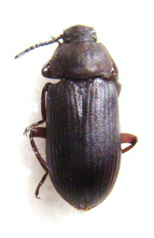 TENEBRIONIDAE sp 