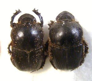 ONITIS uncinatus Couple