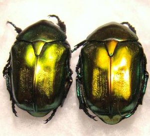 eupotosia affinis
