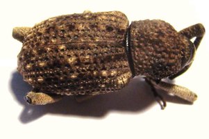 CURCULIONIDAE sp TOGO