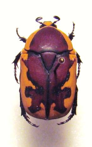 PACHNODA tridentata