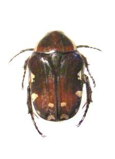 GAMETIS plagiata
