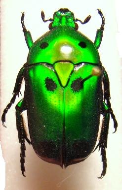 HETERORRHINA sexmaculata