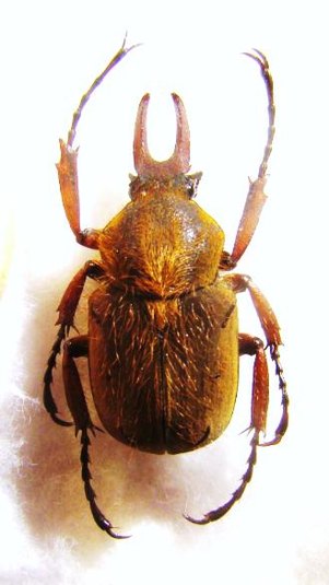 DICRANOCEPHALUS uenoi katoi,M