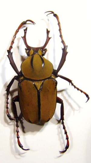 DICRANOCEPHALUS wallichi bowringi