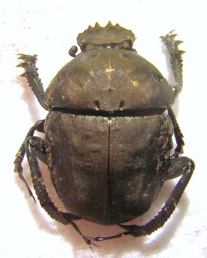 ALLOGYMNOPLEURUS aeneus