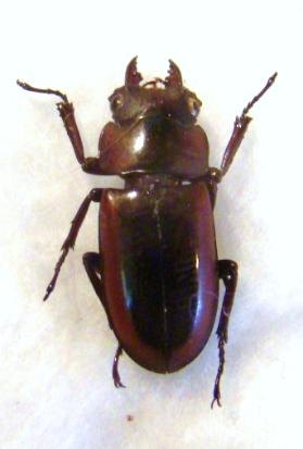 PROSOPOCOILUS specularis specularis M petit