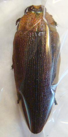 STERASPIS sp 