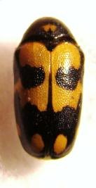 CHRYSOMELIDAE 