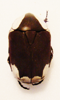 paleopragma petersi