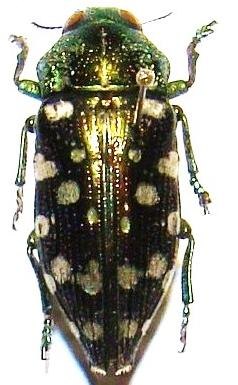 DICERCOMORPHA mutabilis