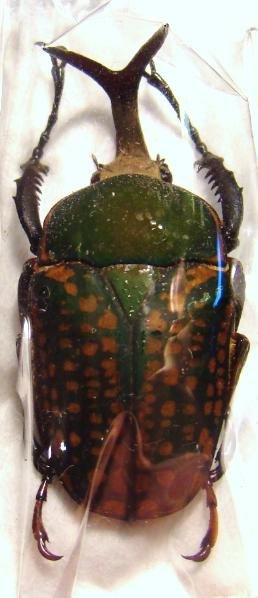 MEGALORHINA harrisi eximia f.harrisi