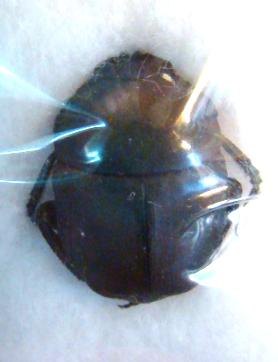 GARRETA unicolor