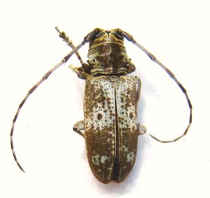 BANGALAIA nebulosa