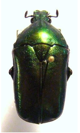 PLAESIORRHINA recurva (=cinctuta recurva)