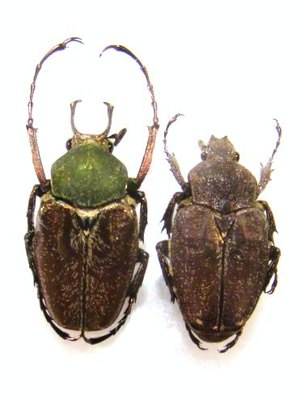 MYCTERISTES (Hemiprigenia) tibetana