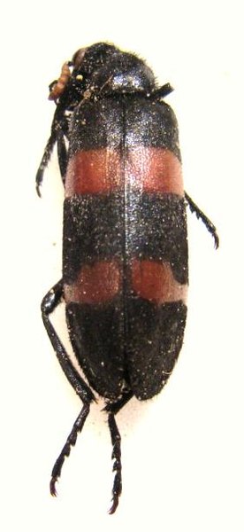 MELOIDAE n&deg;3 TANZANIE