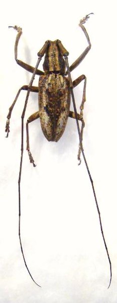 PELARGODERUS SP