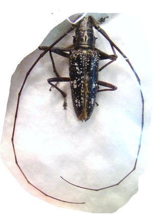TAENIODES boliviensis M