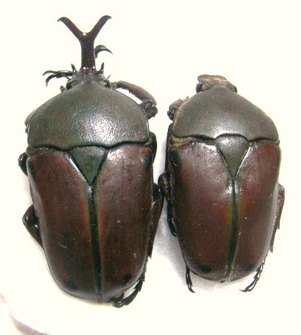 EUDICELLA nyassica