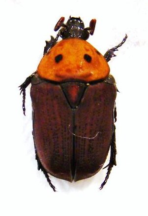 TEPHRAEA dichroa M