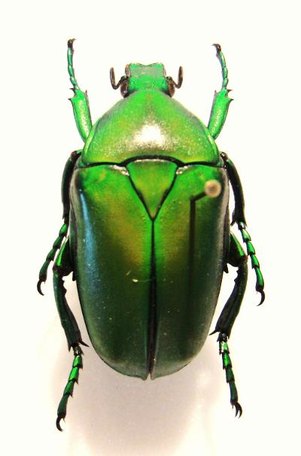 ECCOPTOCNEMIS babaulti