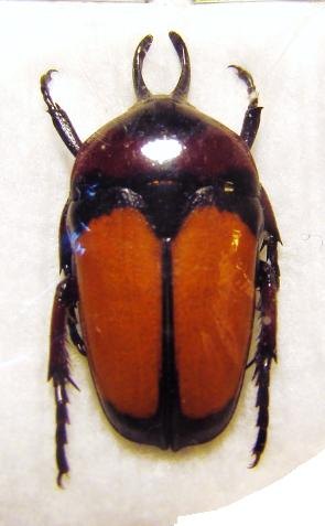 DICHEROS bicornis biplagiatus M
