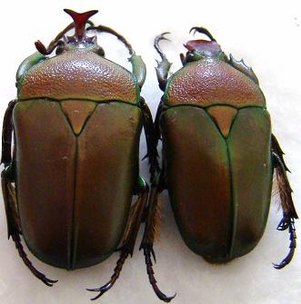 CERATORHINA preussi