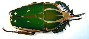 MECYNORRHINA torquata poggei
