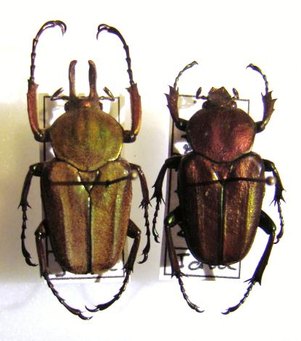 MYCTERISTES (PRIGENIA) VOLLENHOVENI