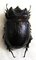ARCHOPHANES cratericollis
