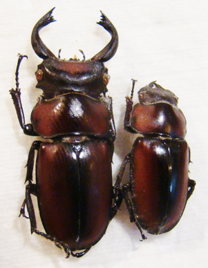 PROSOPOCOILUS faber C
