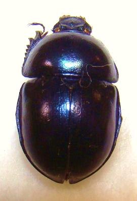 TRYPOCOPRIS vernalis viridissimus
