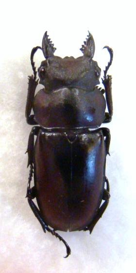 PROSOPOCOILUS faber M amphio