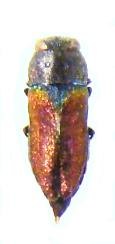 ANTHAXIA parallela