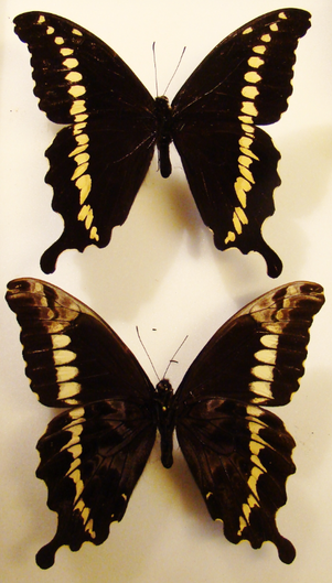 PAPILIO mackinnoni