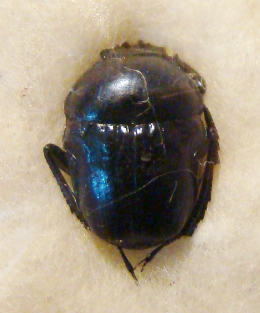 GYMNOPLEURUS profanus