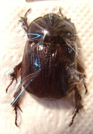 BOTHYNUS sp CHILI