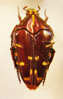 COILODERA (=Coelodera) kalimantanica