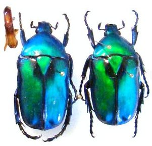 RHOMBORRHINA resplendens eros ,(=megacyanea)