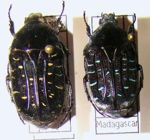 EUCHROEA clementi