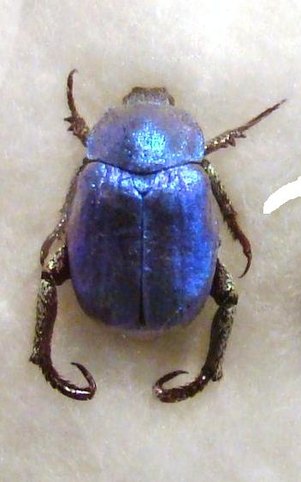 HOPLIA coerulea