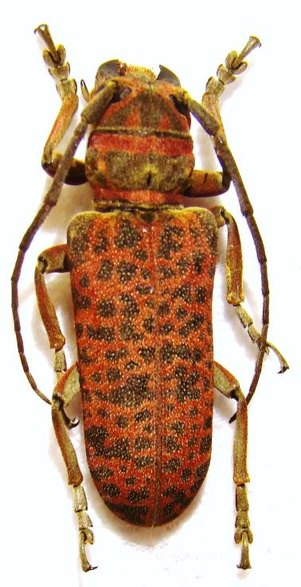 COCHLIOPALPUS suturalis