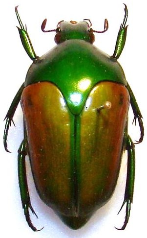 MEGAPHONIA adolphinae