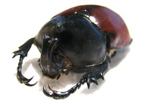 MITRACEPHALA humboldti M