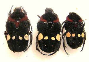 GLYCYPHANA (Glycyphaniola) quadricolor rubroscutellaris