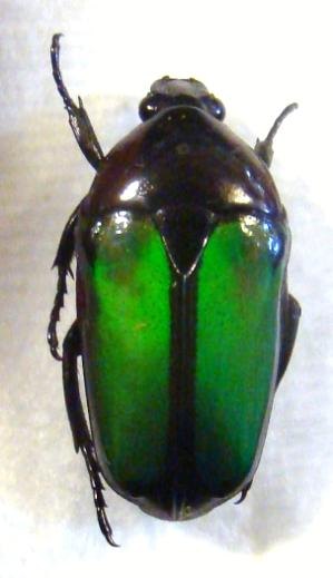 SMARAGDESTHES conjux conjux
