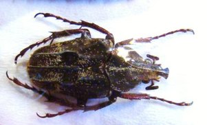 MYCTERISTES (Cephalocosmus) tonkinensis,M